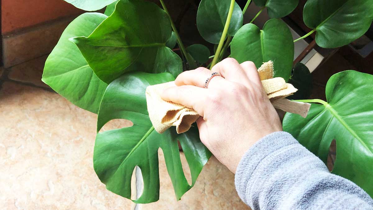pulire-piante-polvere