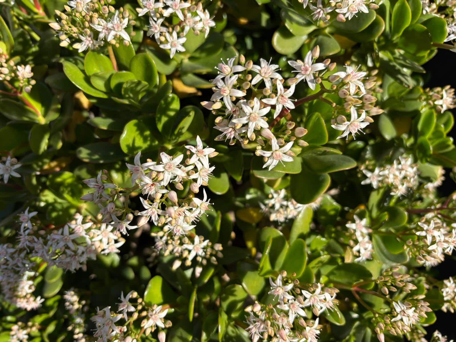 albero di giada fiorito