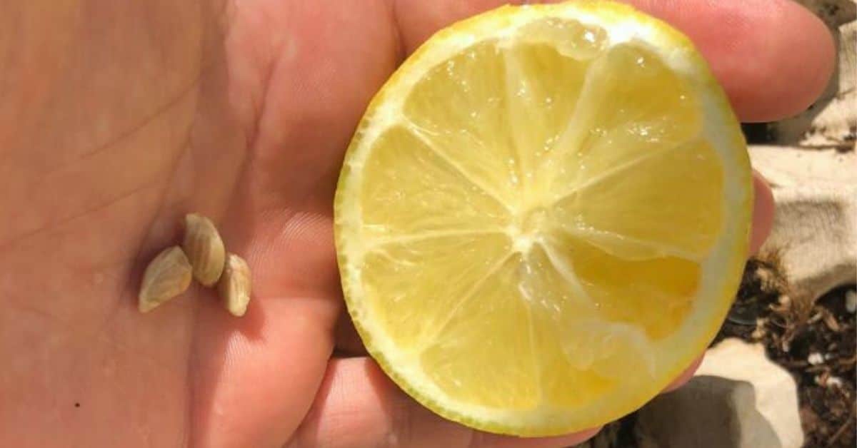 limone con semi