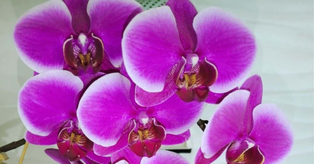 orchidea fiorita