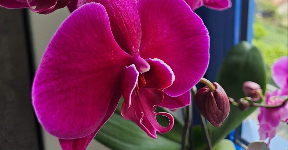 orchidea