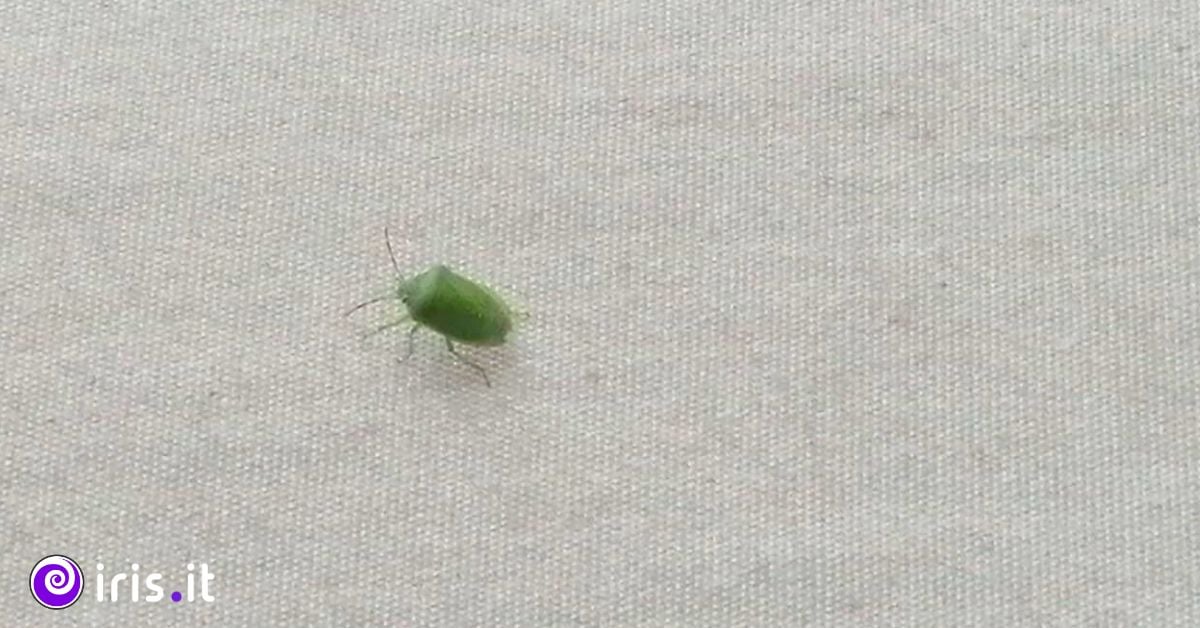 cimice verde