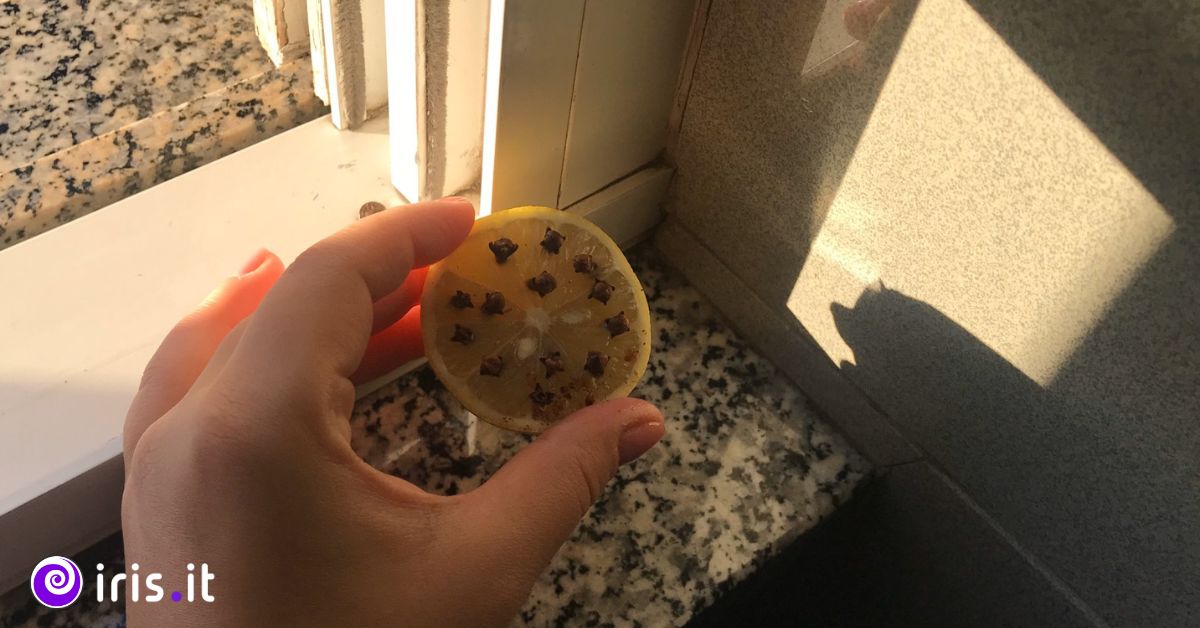 mosche limone chiodi garofano